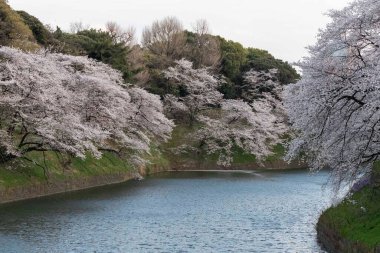 Tokyo 'daki Chidorigafuchi parkında kiraz çiçekleri açıyor.