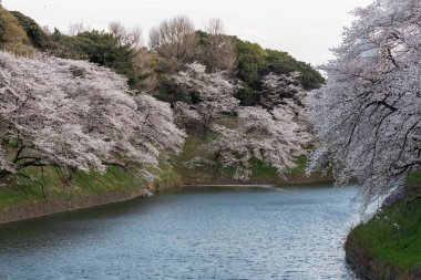 Tokyo 'daki Chidorigafuchi parkında kiraz çiçekleri açıyor.