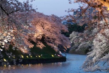 Tokyo 'daki Chidorigafuchi parkında kiraz çiçekleri açıyor.