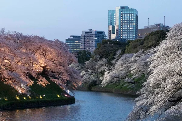 Cherry Blossoms Blooming Chidorigafuchi Park Tokyo — Stock Photo, Image