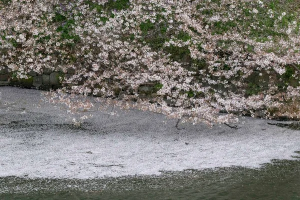 Körsbärsblommor Blommar Chidorigafuchi Park Tokyo — Stockfoto