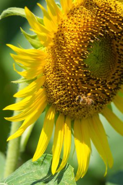 Japonya, Tokyo 'da ayçiçeklerini ve uçan arıları kapatın..
