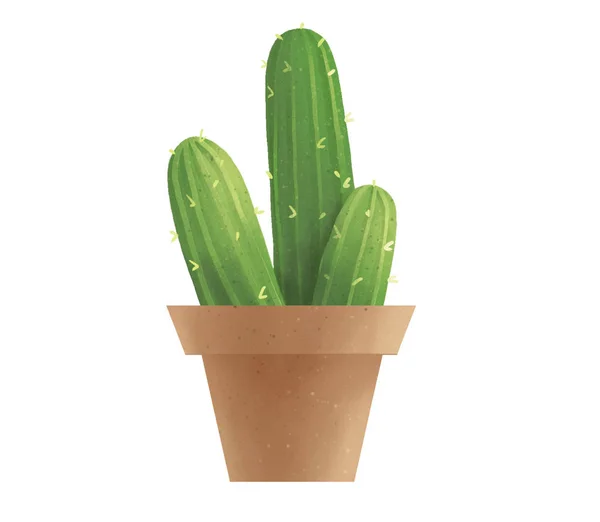 Rozkošný Kaktus Hrnci Sukulentní — Stock fotografie