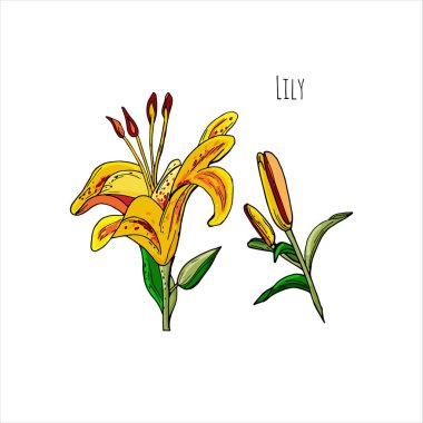 Sarı gölgeler Zambak çiçeği ve tomurcuk beyaz arka planda.