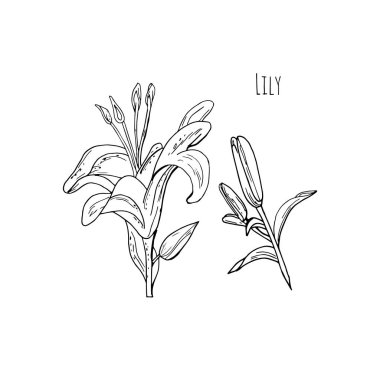 Beyaz arka plan üzerinde siyah ve beyaz kontur Lily çiçek ve tomurcuk.