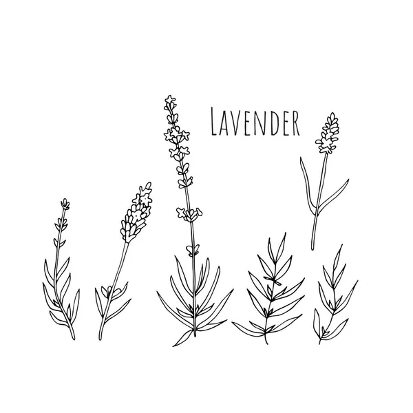 Conjunto de elementos de flores de lavanda. Ilustração botânica . —  Vetores de Stock