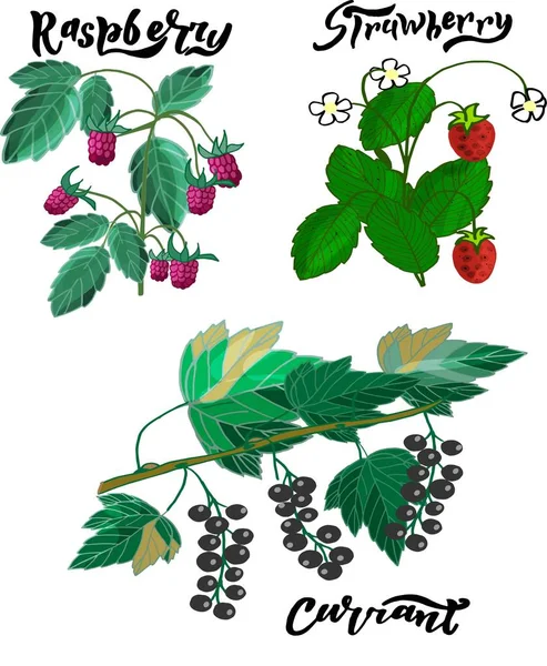 Çilek büyük set. Gerçekçi çilek, ahududu, beyaz arka plan üzerinde izole kuş üzümü. El çizimi. Küçük resim