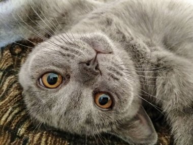 İskoç mavi kedi sırt üstü yatıyor.