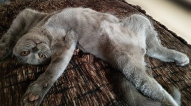 İskoç mavi kedisi sırt üstü yatıyor. Yanlara pençe