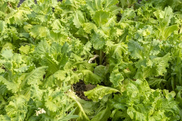 Tuin bed met salade, close-up. Verse sla bladeren — Stockfoto