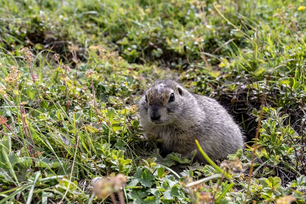 The furry cute gopher climbed out of the hole and sits on a green meadow in sunny day. — Stock Photo, Image