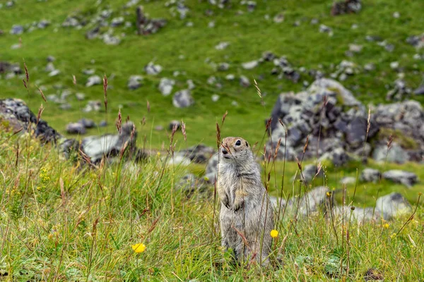 El gopher lindo peludo está parado en un prado verde en día soleado . —  Fotos de Stock