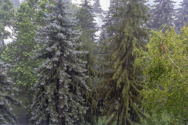 Starker Wind und Regen im städtischen Sommerpark. — Stockfoto