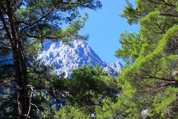 Foto Berglandschap Sparren Takken Met Kegels Voorgrond Achtergrond Bergen Hemel — Stockfoto