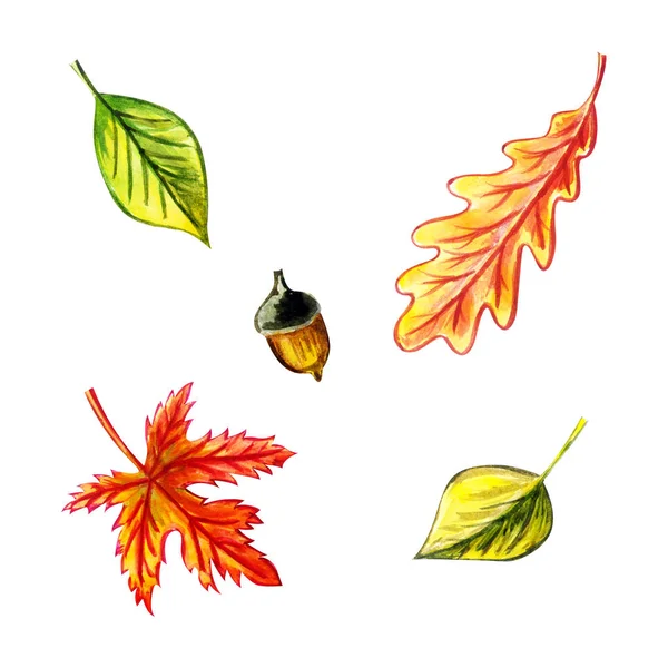 Folhas de outono definir folha de carvalho, bolota, folha de bordo, folhas de bétula. Ilustrações em aquarela. Objetos isolados no fundo branco . — Fotografia de Stock