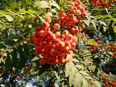 Çilek ve yaprakları güzel rowan şube demet. Güneşli fotoğraf. Close.