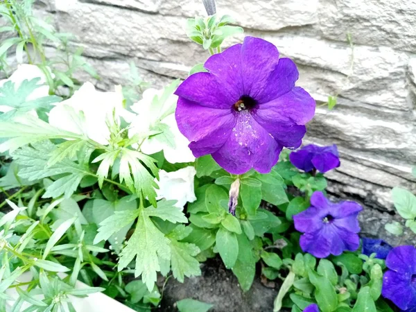 Paarse en witte Petunia bloemen — Stockfoto