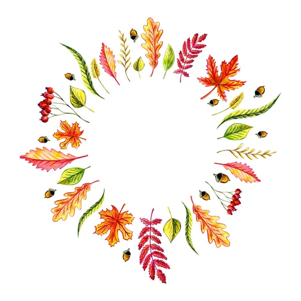 Autumn leaves wreath: maple, birch, willow, oak, acorn, birch leaves, blade of grass, rowan leaf, rowan berries, grass spike. — Stock Photo, Image