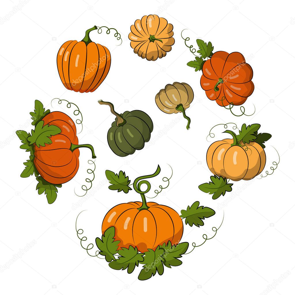 Pumpkins of different shades set. Harvest Festival. Autumn