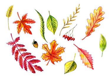 Sonbahar yaprakları: Akçaağaç, huş ağacı, söğüt, meşe palamudu, huş yaprağı, çim yaprağı, yaban mersini, çimen yaprağı, çivi.