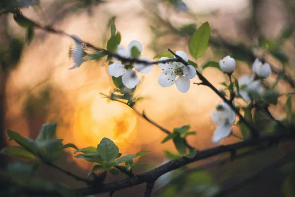 Fleurs Printanières Vue Rapprochée Coucher Soleil — Photo