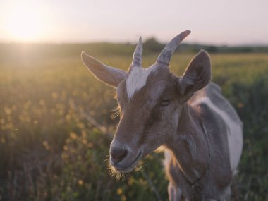 Çayırda keçi otlatma