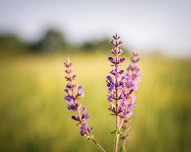 Yaz aylarında çayır clary çayır adaçayı alan çiçek 