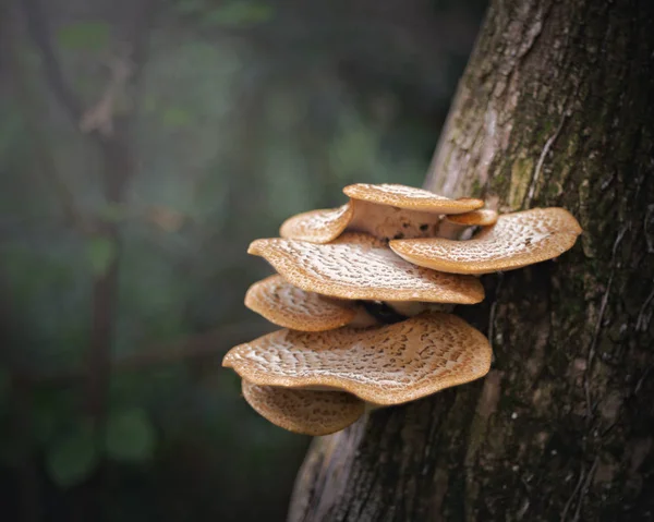 Ağaç raf mantar toadstools mantar