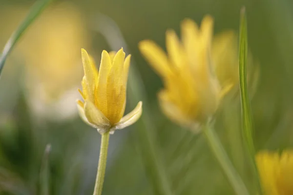 Celandine sarı çiçekler bir alan çayır makro yakın