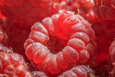 Taze ahududu meyve makro kadar yakın