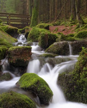 Yosunlu ormanda akan bahar, Teutoburg, Almanya