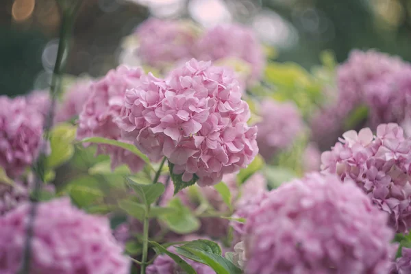 Hortensia flower hydrangea flowering field