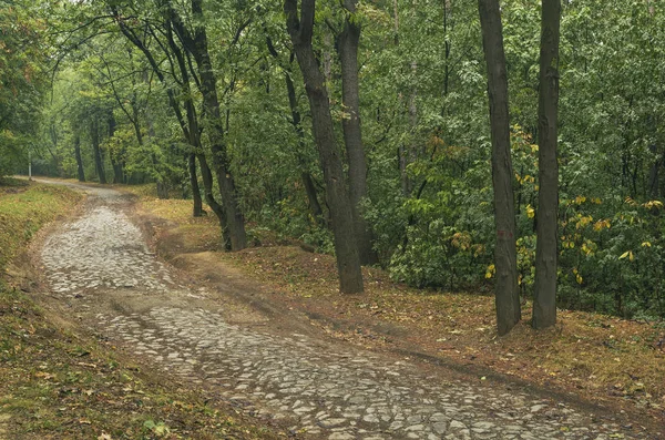 Zvezdarska suma (Zvezdara ormanı), Belgrad, Sırbistan, orman parke taşı yolu