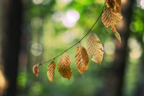 Yumuşak bokeh arka plan ile doğada Sonbahar kayın yaprakları 