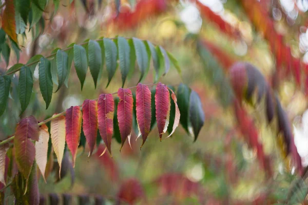 Feuilles Automne Colorées Avec Fond Flou Gros Plan — Photo