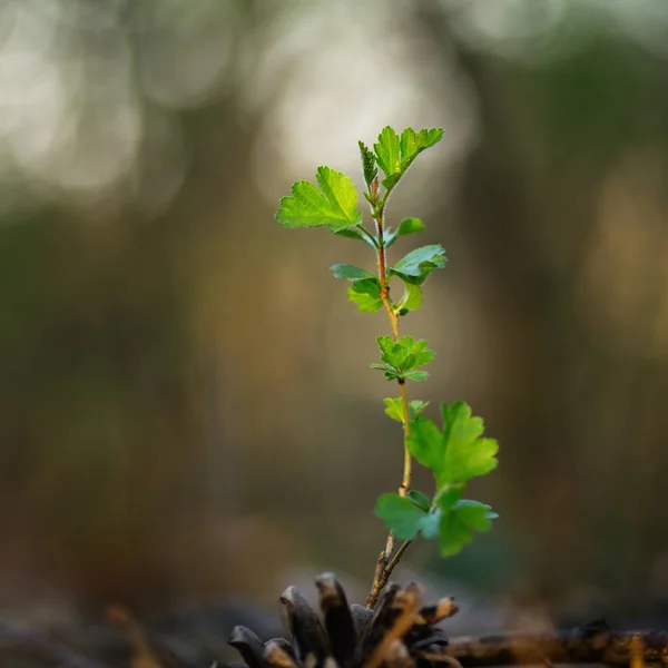 Young green sprout with leaves in spring