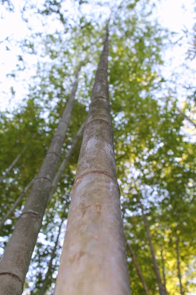 Árbol Bambú Bosque Tropical —  Fotos de Stock
