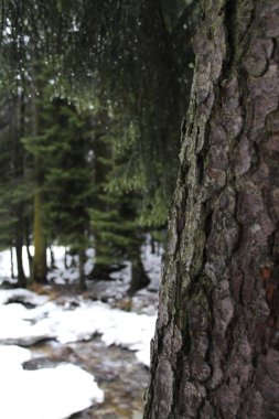 kış ormanlarında ağaçlar, kar ile manzara