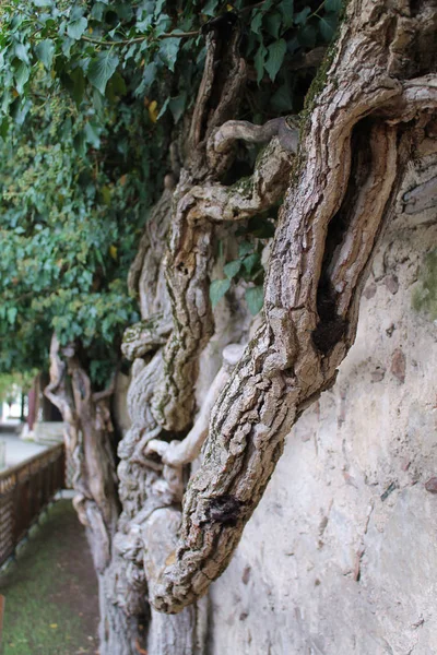 Hermosa Rama Árbol Curvado Con Hojas Verdes —  Fotos de Stock