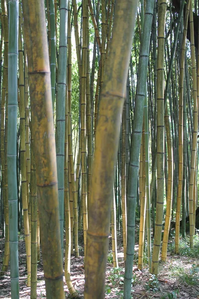 Landschap Van Bamboe Boom Tropisch Bos — Stockfoto