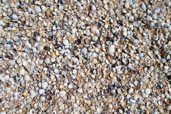 Shells Many Types Sizes Shelling Beaches Seashells Background — Stock Photo, Image