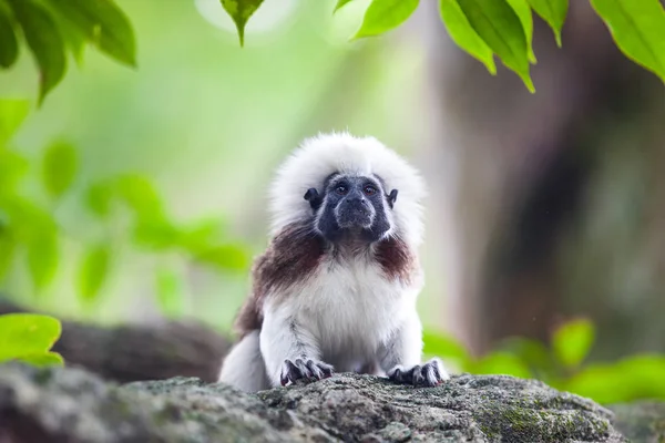 Un mono de Tamarin de algodón en un brunch de árbol — Foto de Stock
