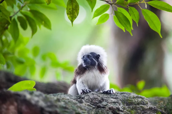 A Cotton-Top Tamarin Monkey on a tree brunch — Stock Photo, Image