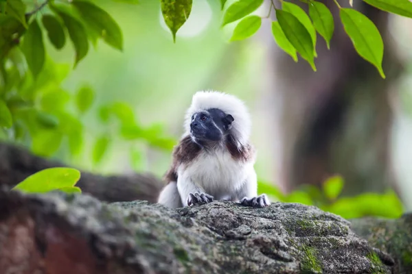 A Cotton-Top Tamarin Monkey on a tree brunch — Stock Photo, Image