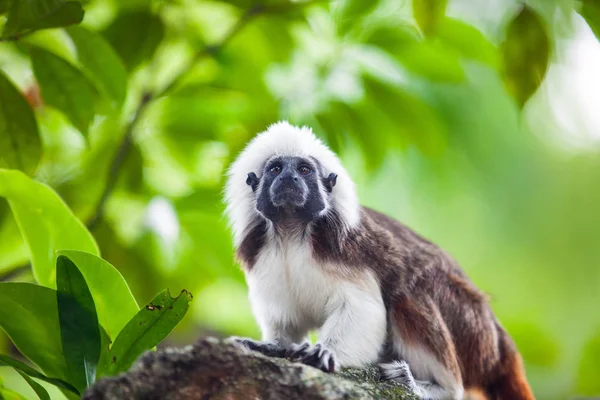 A Cotton-Top Tamarin Monkey on a tree brunch — Stock Photo, Image