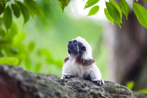 A Cotton-Top Tamarin Monkey on a tree brunch — Stock Photo, Image
