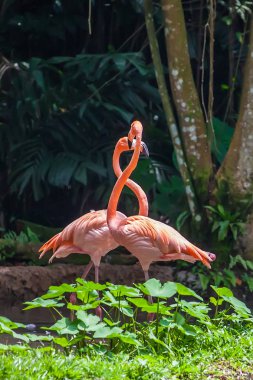 Two flamingos courting or playing clipart
