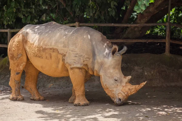 Un rinoceronte blanco andante —  Fotos de Stock