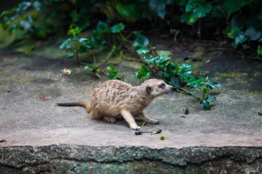 Taşa oturmuş bilseme-e meerkat suricate