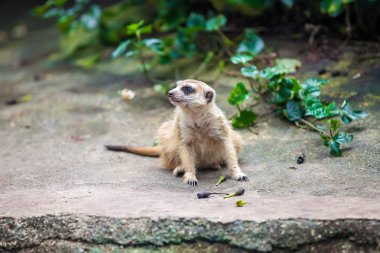 Taşa oturmuş bilseme-e meerkat suricate